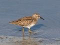 Least Sandpiper - Seacoast Drive to Tijuana River mouth, San Diego County, 1/30/2019