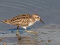 Least Sandpiper - Seacoast Drive to Tijuana River mouth, San Diego County, 1/30/2019