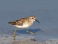Least Sandpiper - Seacoast Drive to Tijuana River mouth, San Diego County, 1/30/2019