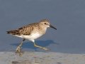 Least Sandpiper - Seacoast Drive to Tijuana River mouth, San Diego County, 1/30/2019
