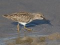 Least Sandpiper - San Diego River mudflats (including Robb Field & north side), 11/25/2019