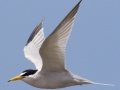 Least Tern