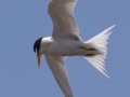 Least Tern