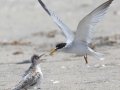 Least Tern