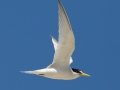 Least Tern