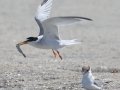 Least Tern