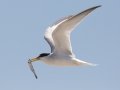 Least Tern