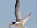 Least Tern