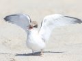 Least Tern