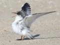 Least Tern