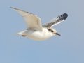 Least Tern