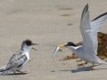 Least Tern