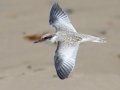 Least Tern