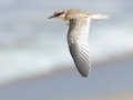 Least Tern