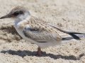 Least Tern