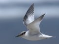 Least Tern