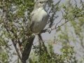 LeConte's Thrasher
