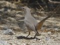 LeConte's Thrasher