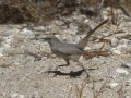 LeConte's Thrasher