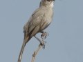 LeConte's Thrasher