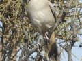 LeConte's Thrasher