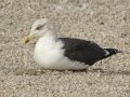 Lesser Black-backed Gull