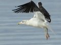 Lesser Black-backed Gull