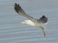 Lesser Black-backed Gull