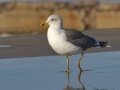 Lesser Black-backed Gull