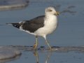 Lesser Black-backed Gull