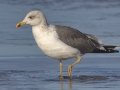 Lesser Black-backed Gull