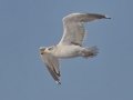 Lesser Black-backed Gull