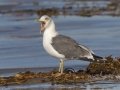 Lesser Black-backed Gull