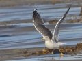 Lesser Black-backed Gull