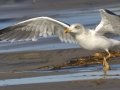 Lesser Black-backed Gull