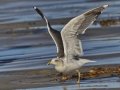 Lesser Black-backed Gull