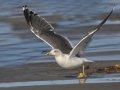 Lesser Black-backed Gull