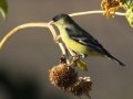 Lesser Goldfinch