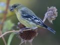 Lesser Goldfinch