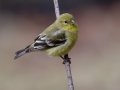 Lesser Goldfinch