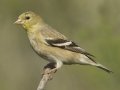 Lesser Goldfinch