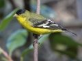 Lesser Goldfinch