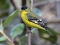 Lesser Goldfinch