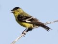 Lesser Goldfinch