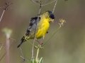 Lesser Goldfinch