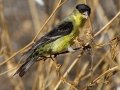Lesser Goldfinch