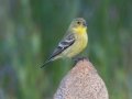 Lesser Goldfinch