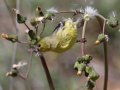 Lesser Goldfinch