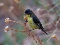 Lesser Goldfinch
