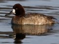Lesser Scaup
